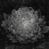 Nowoczesna Fototapeta z ciemnym motywem kwiatowym