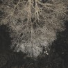 Nowoczesna fototapeta na wymiar Drzewo na czarnym tle