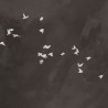 Czarna fototapeta z białymi ptakami