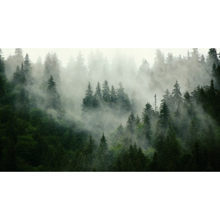 las we mgle fototapeta na wymiar