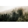fototapeta las we mgle na ścianę